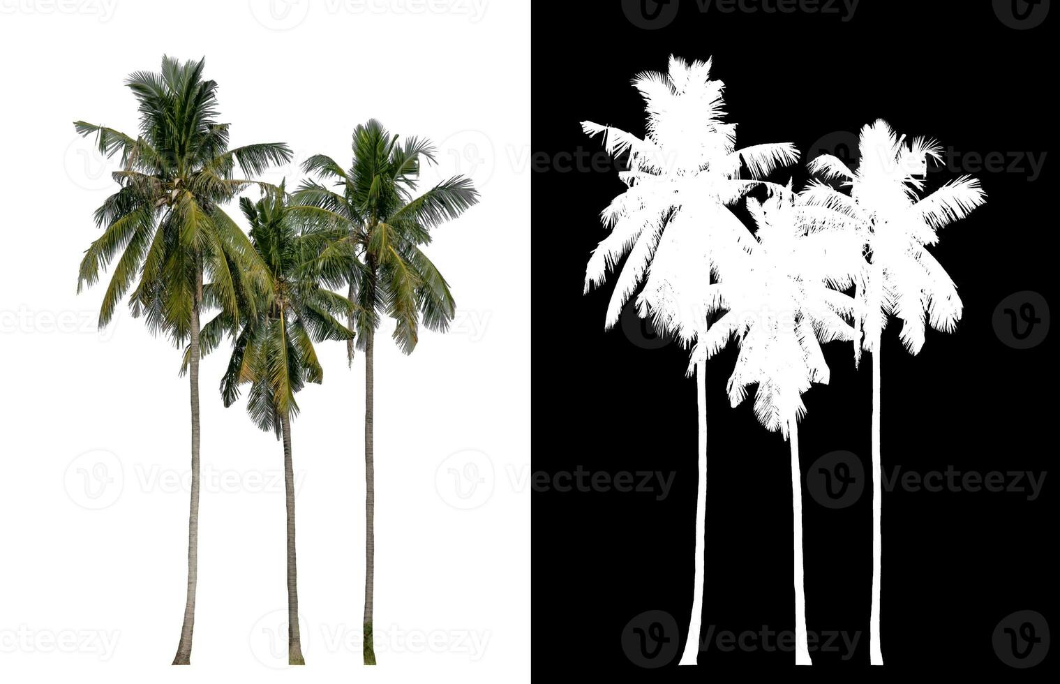 Group of coconut trees on white background with clipping path and alpha channel on black background. photo