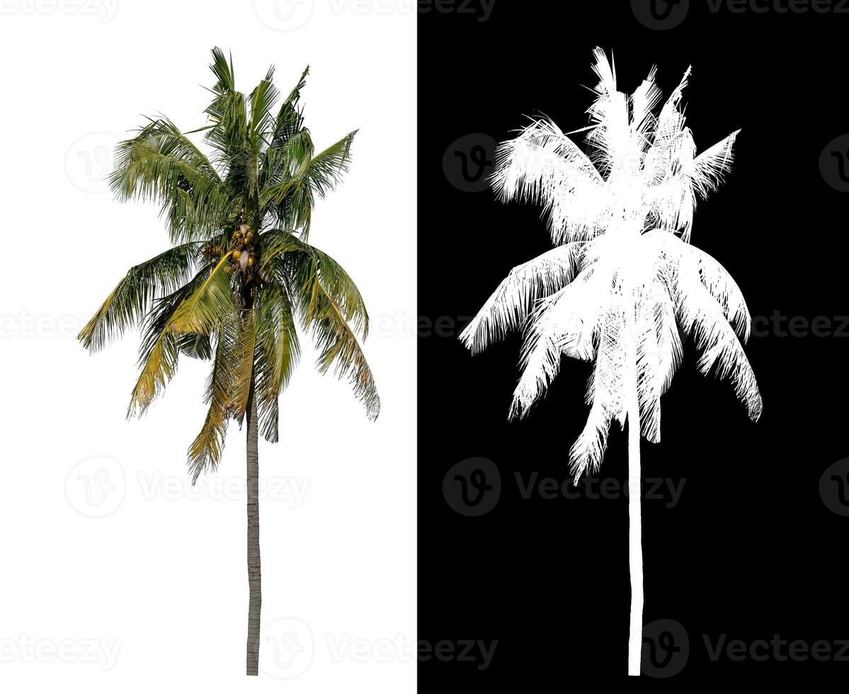 coconut trees on white background with clipping path and alpha channel on black background. photo