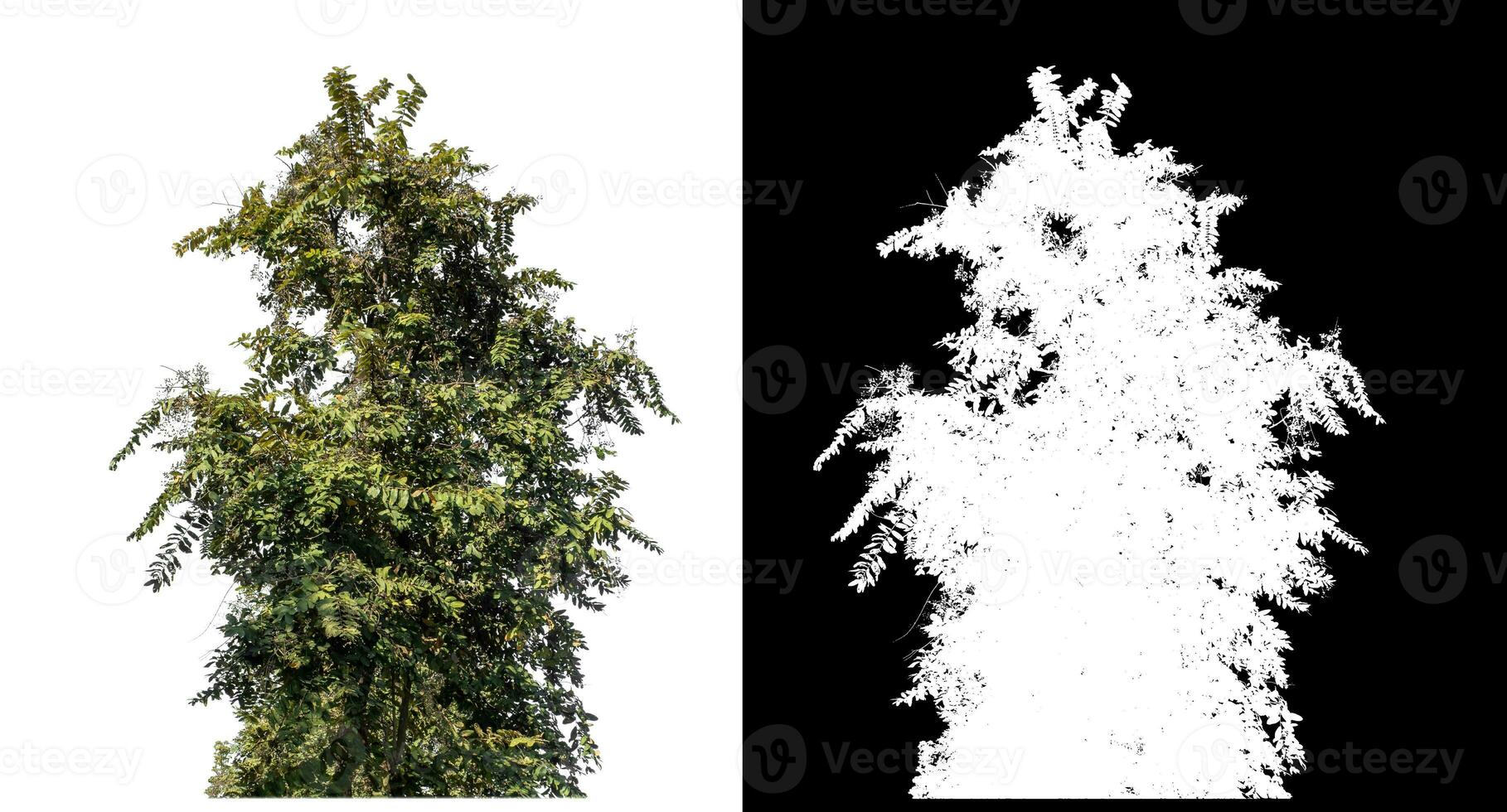 Bush on white background with clipping path and alpha channel on black background. photo