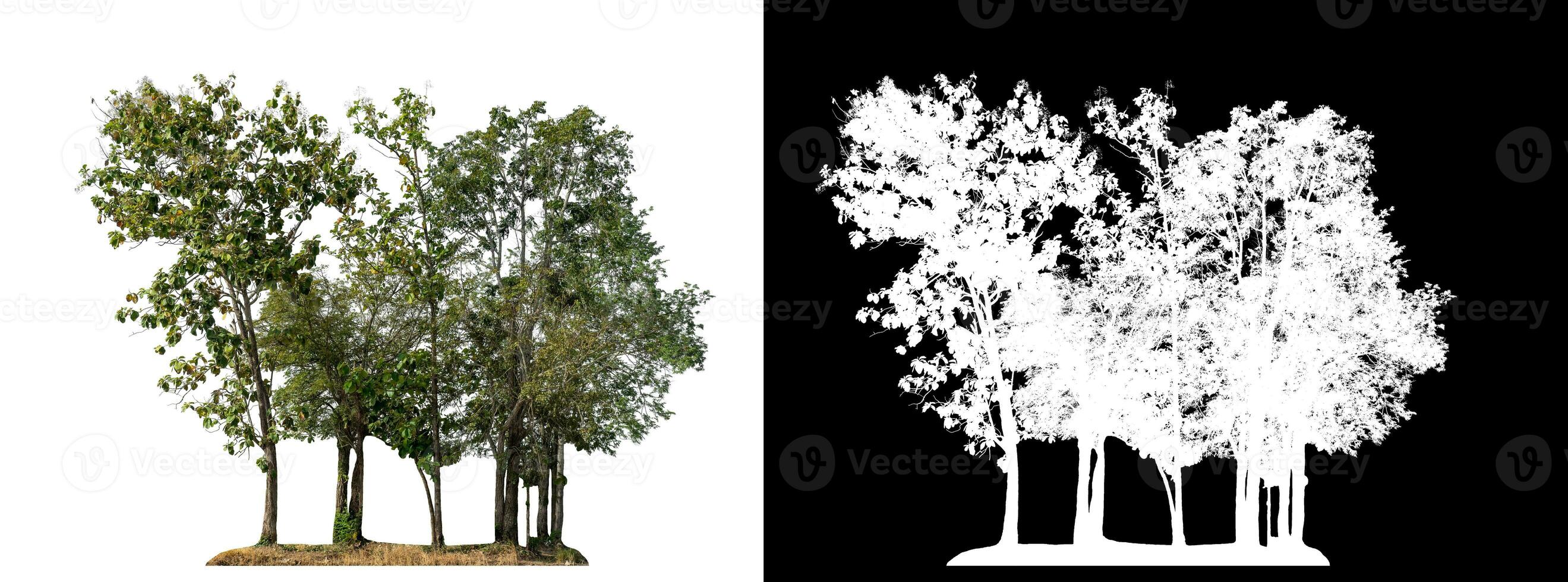 trees on white background with clipping path and alpha channel on black background. photo