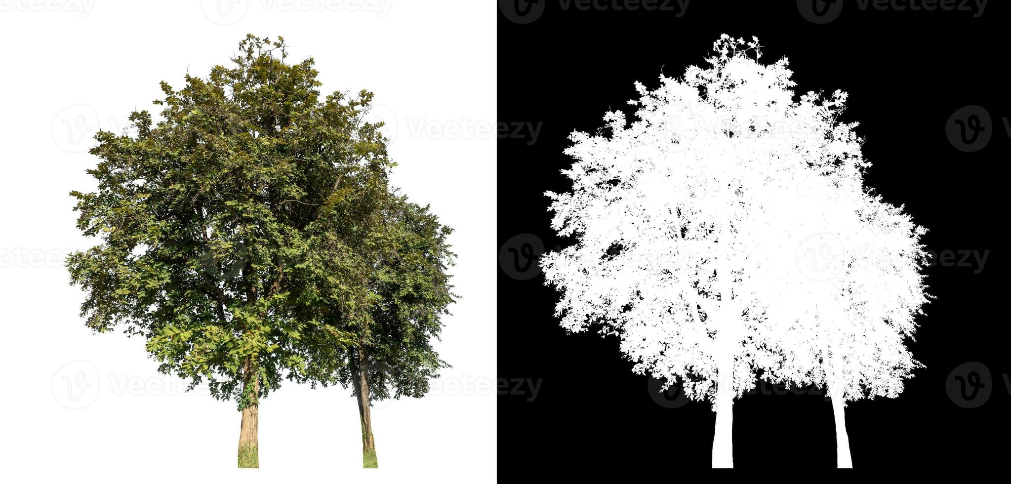 Single tree on white background with clipping path and alpha channel on black background. photo