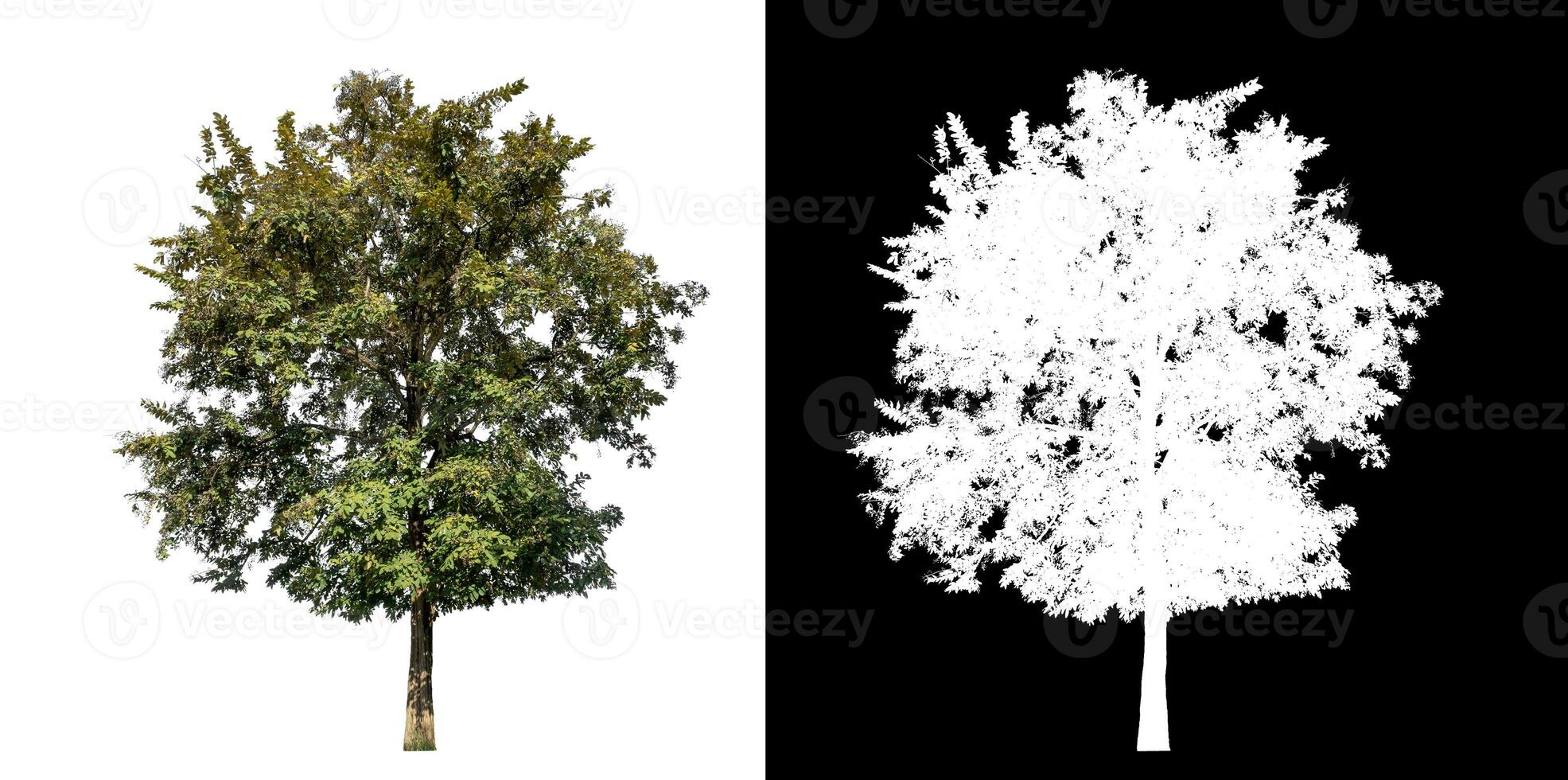 Single tree on white background with clipping path and alpha channel on black background. photo