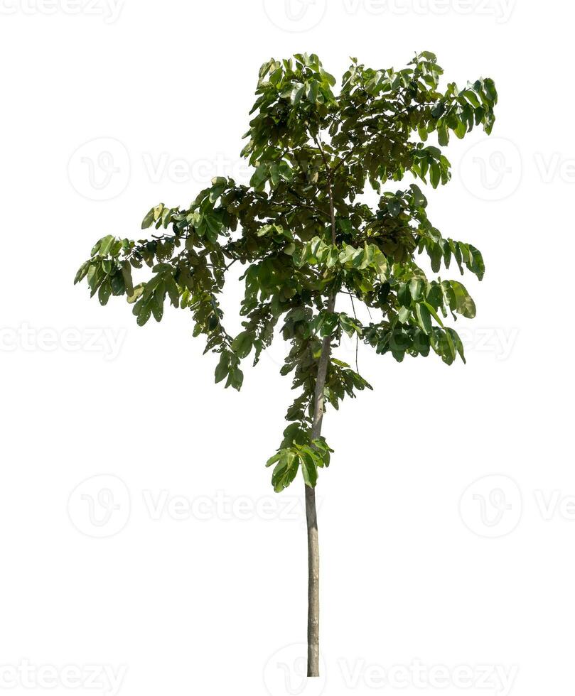 Tree isolated on white background with clipping path and alpha channel. photo