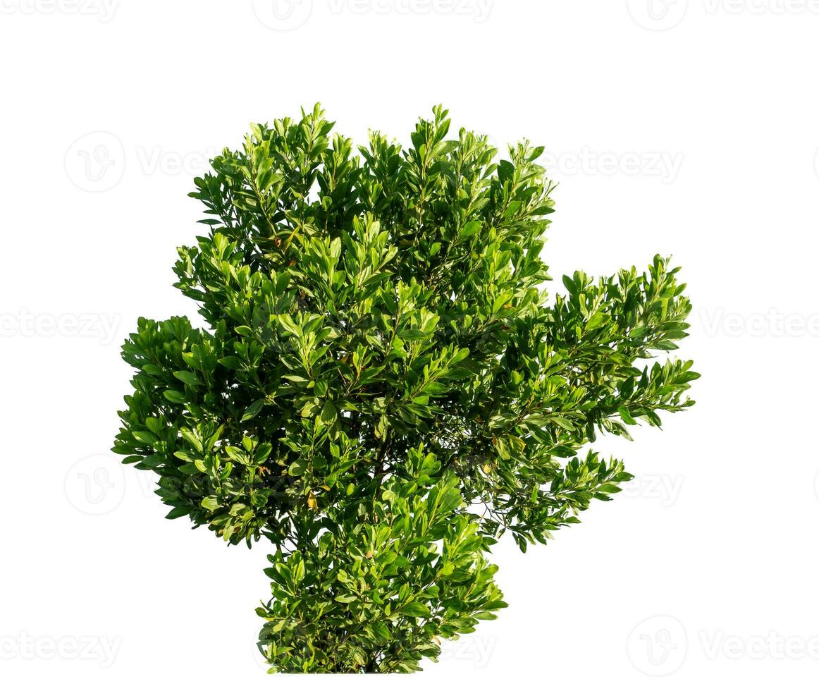 Bush on white background with clipping path and alpha channel. photo