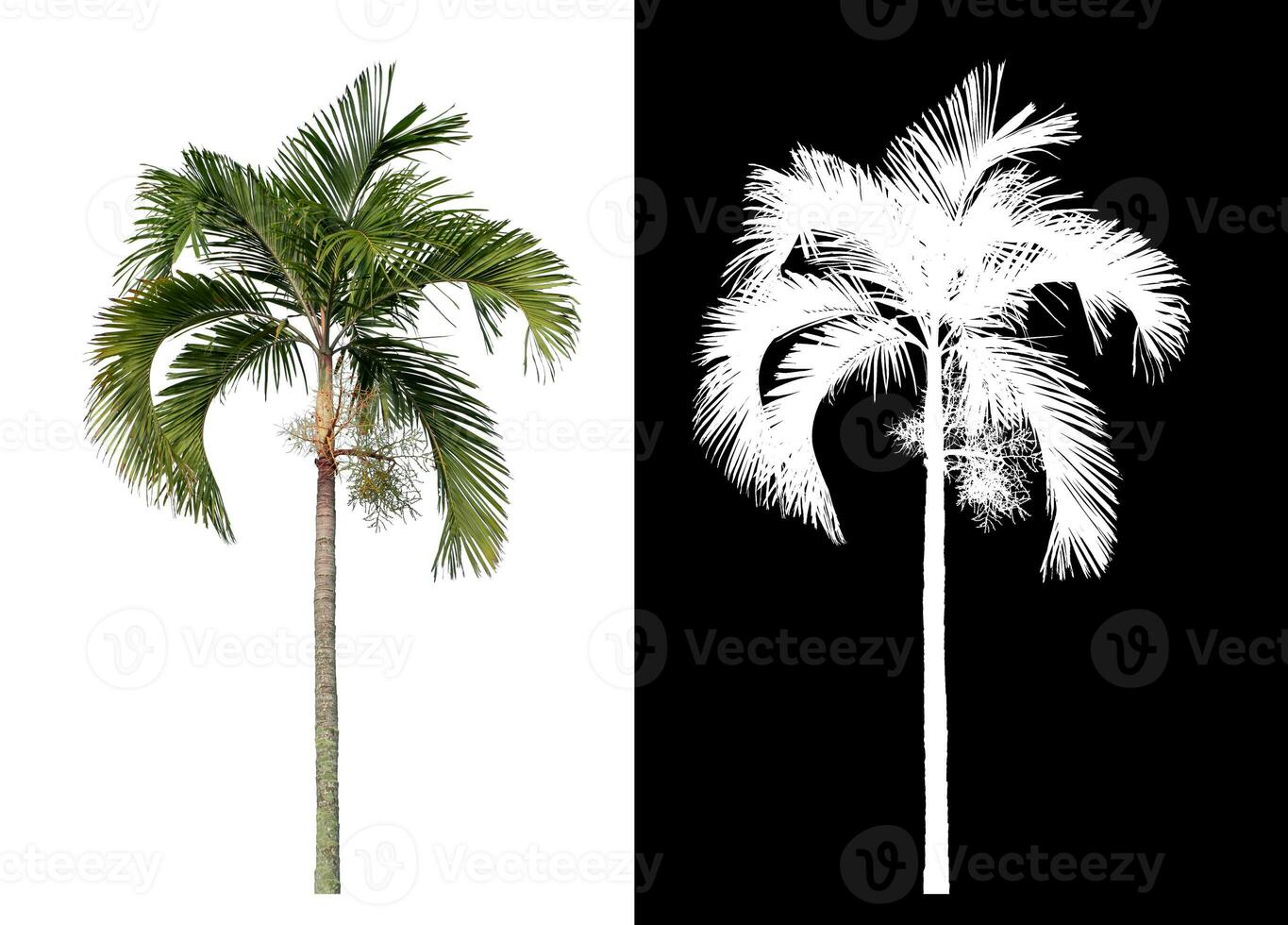 Green palm tree isolated on white background with clipping path and alpha channel on black background. photo