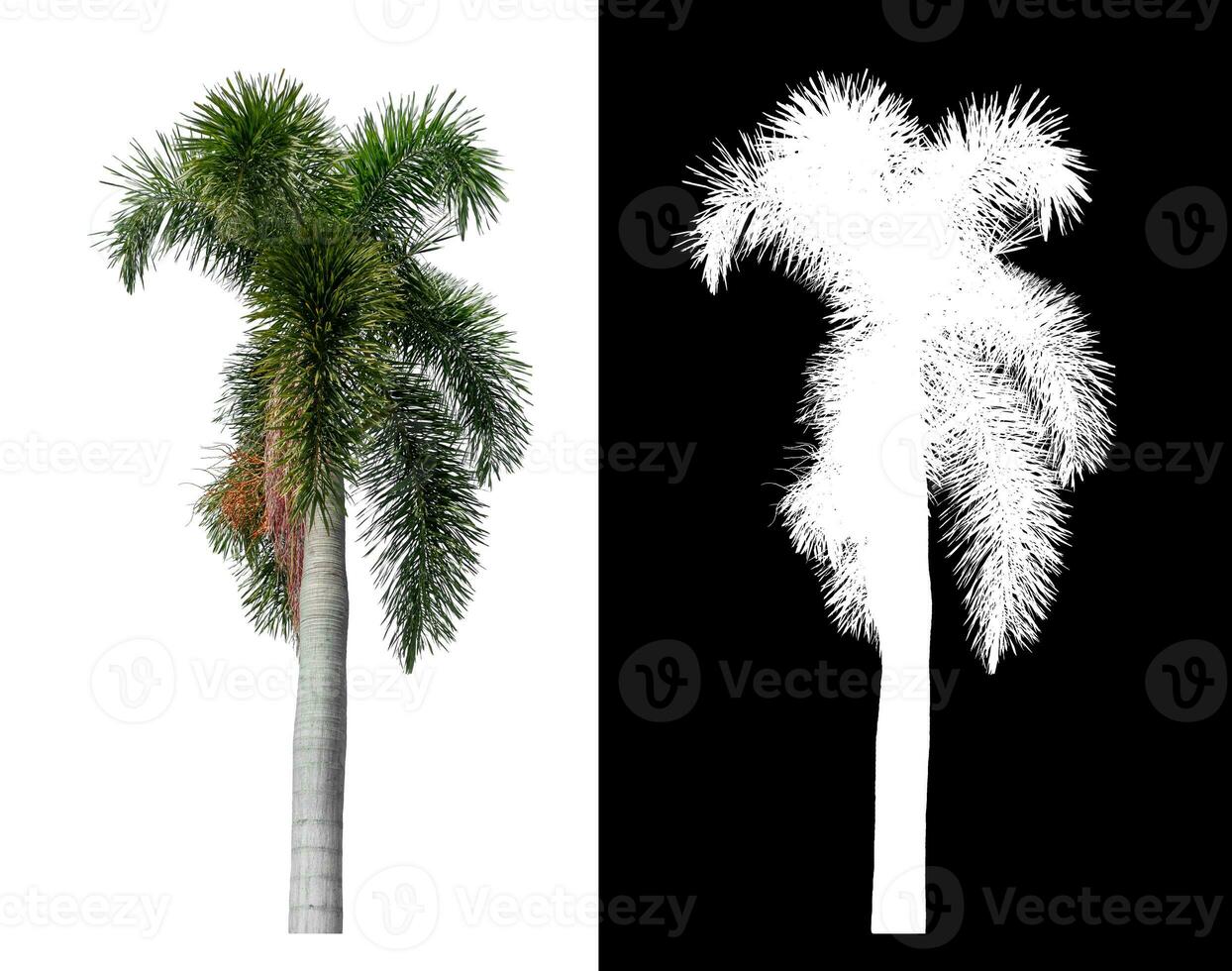 Green palm tree isolated on white background with clipping path and alpha channel on black background. photo