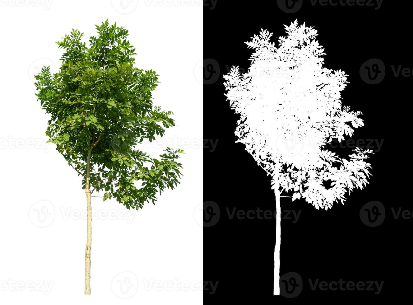 Single green tree on white background with clipping path and alpha channel on black background. photo