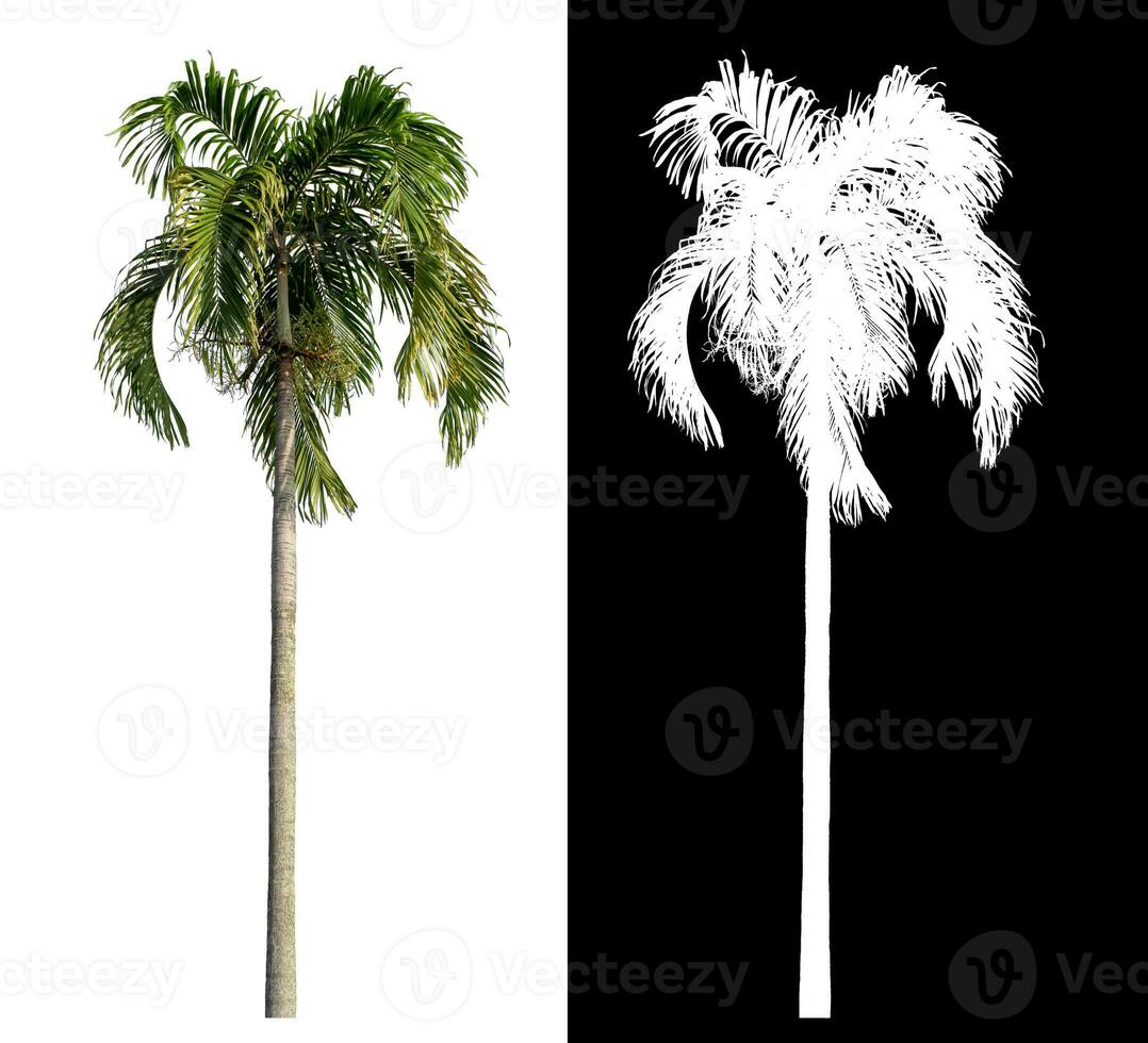 Green palm tree isolated on white background with clipping path and alpha channel on black background. photo