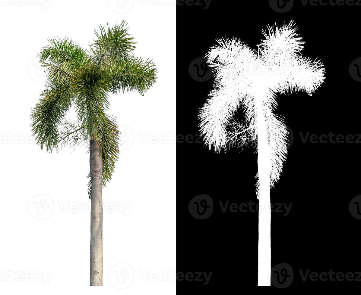 Green palm tree isolated on white background with clipping path and alpha channel on black background. photo