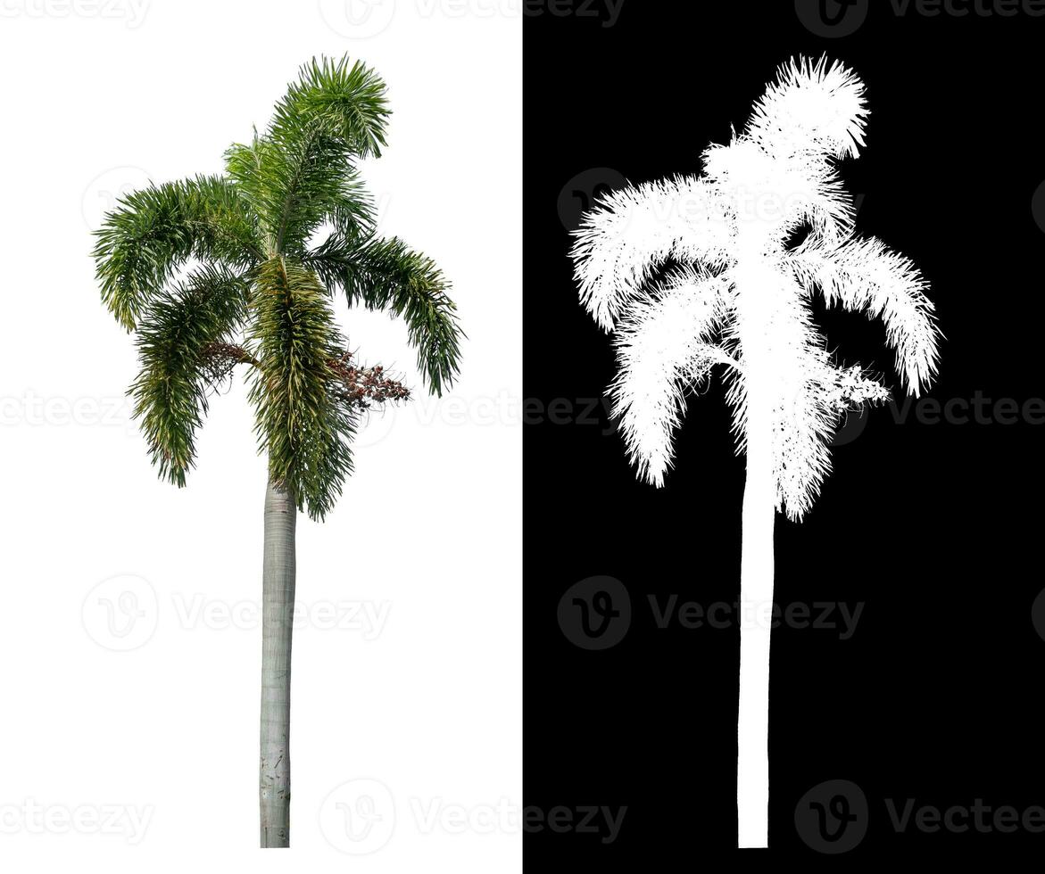 Green palm tree isolated on white background with clipping path and alpha channel on black background. photo