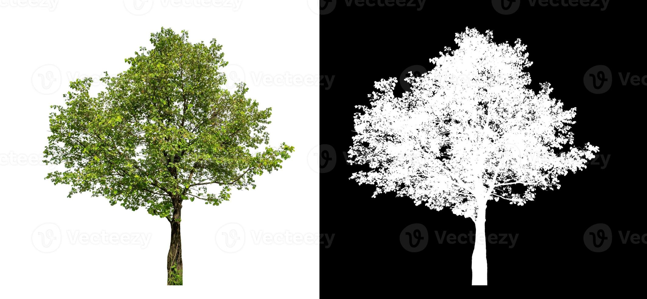 Single green tree on white background with clipping path and alpha channel on black background. photo