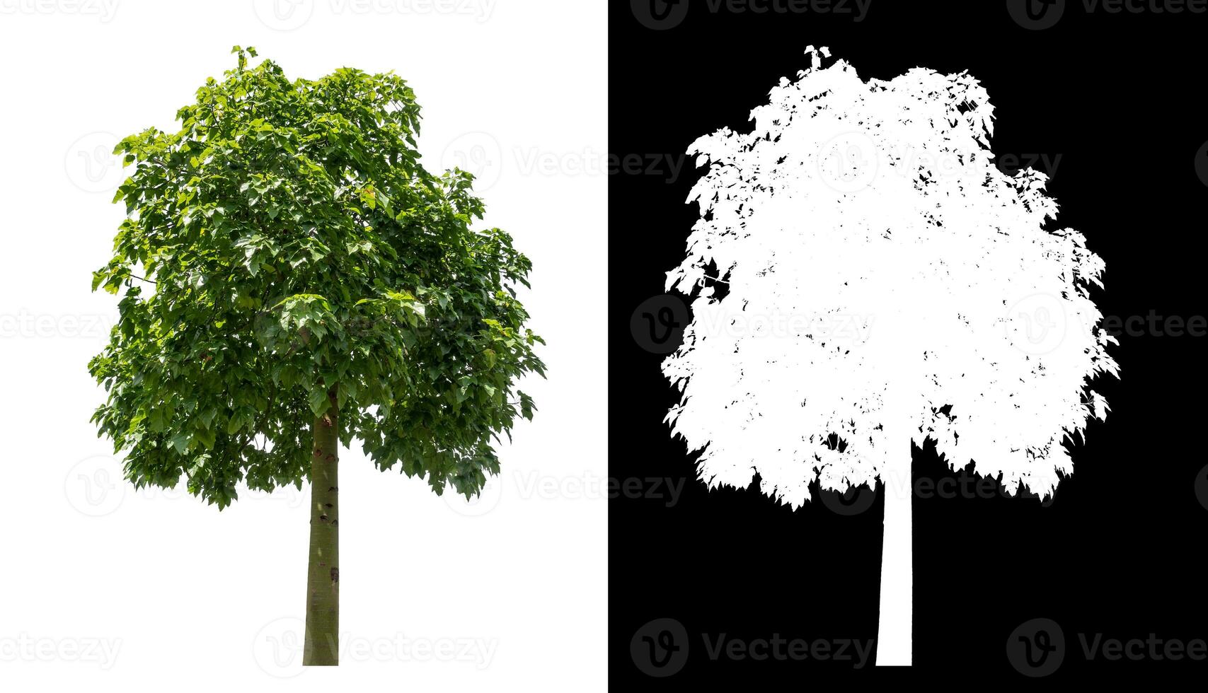 Single green tree on white background with clipping path and alpha channel on black background. photo