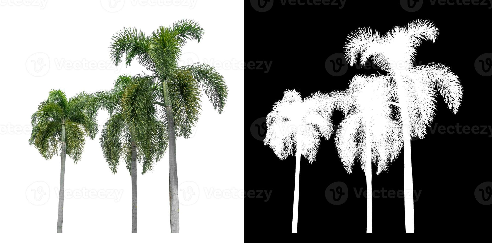 Green palm tree isolated on white background with clipping path and alpha channel on black background. photo