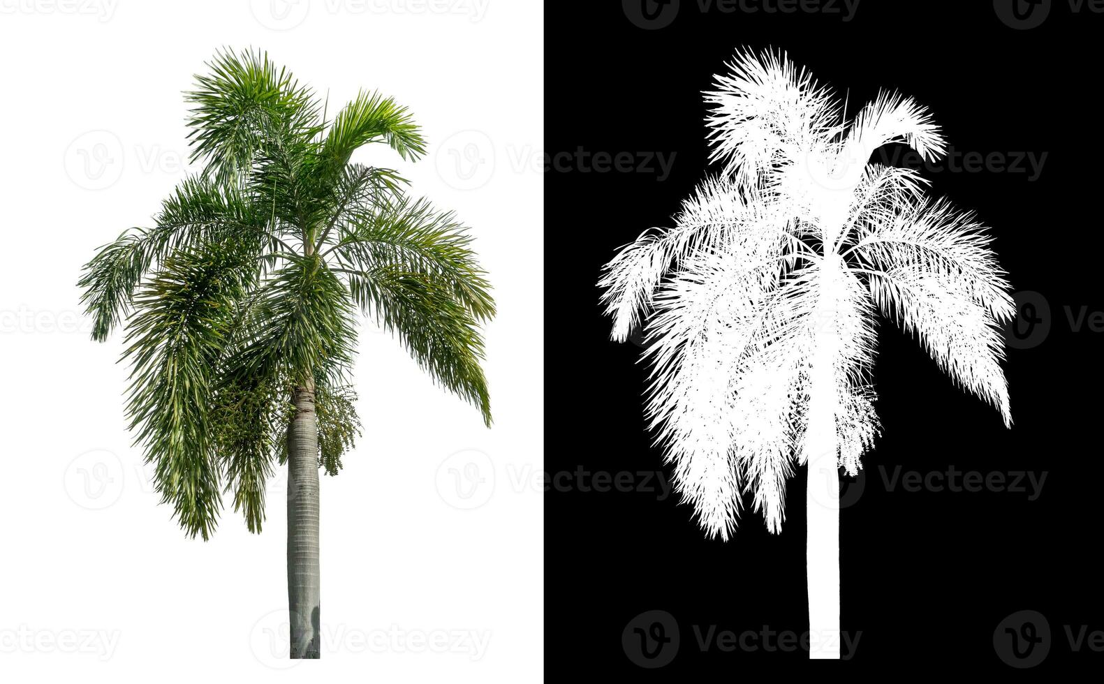 Green palm tree isolated on white background with clipping path and alpha channel on black background. photo
