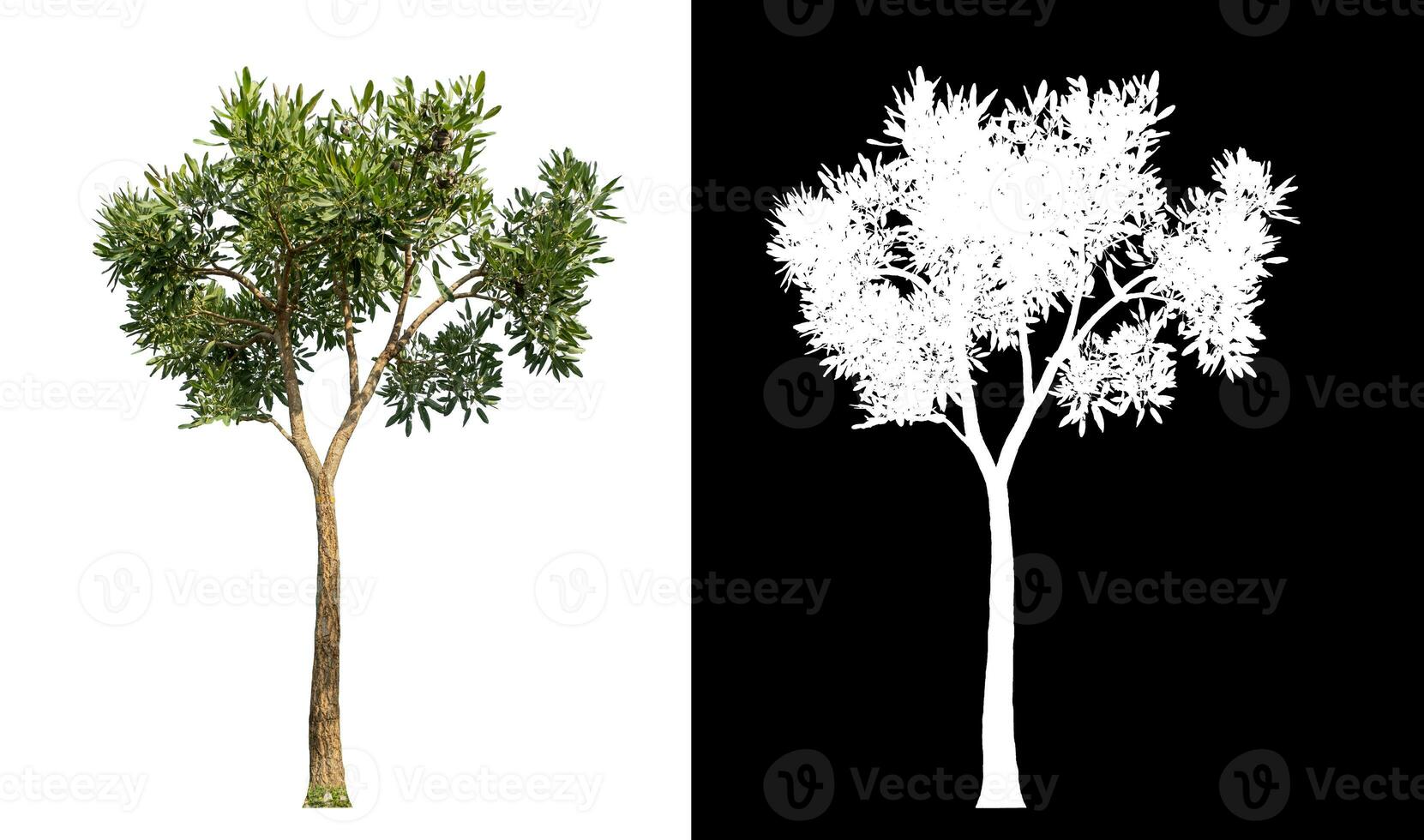 Single green tree on white background with clipping path and alpha channel on black background. photo
