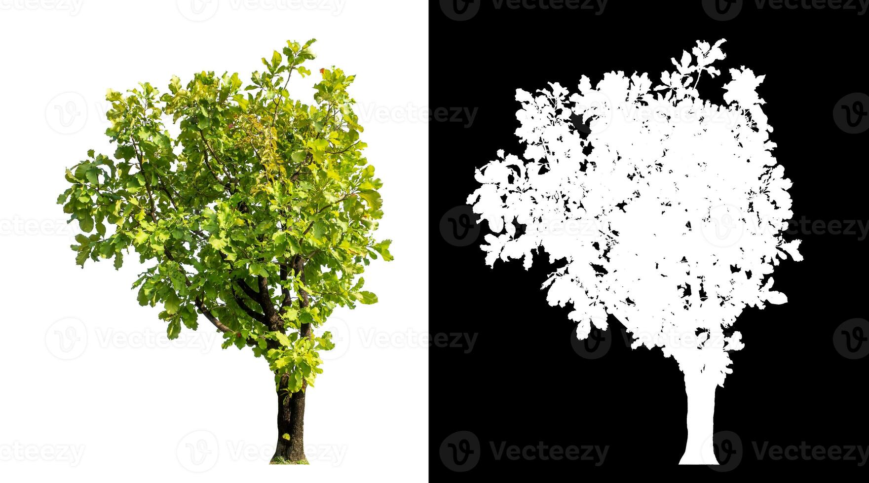 Single green tree on white background with clipping path and alpha channel on black background. photo