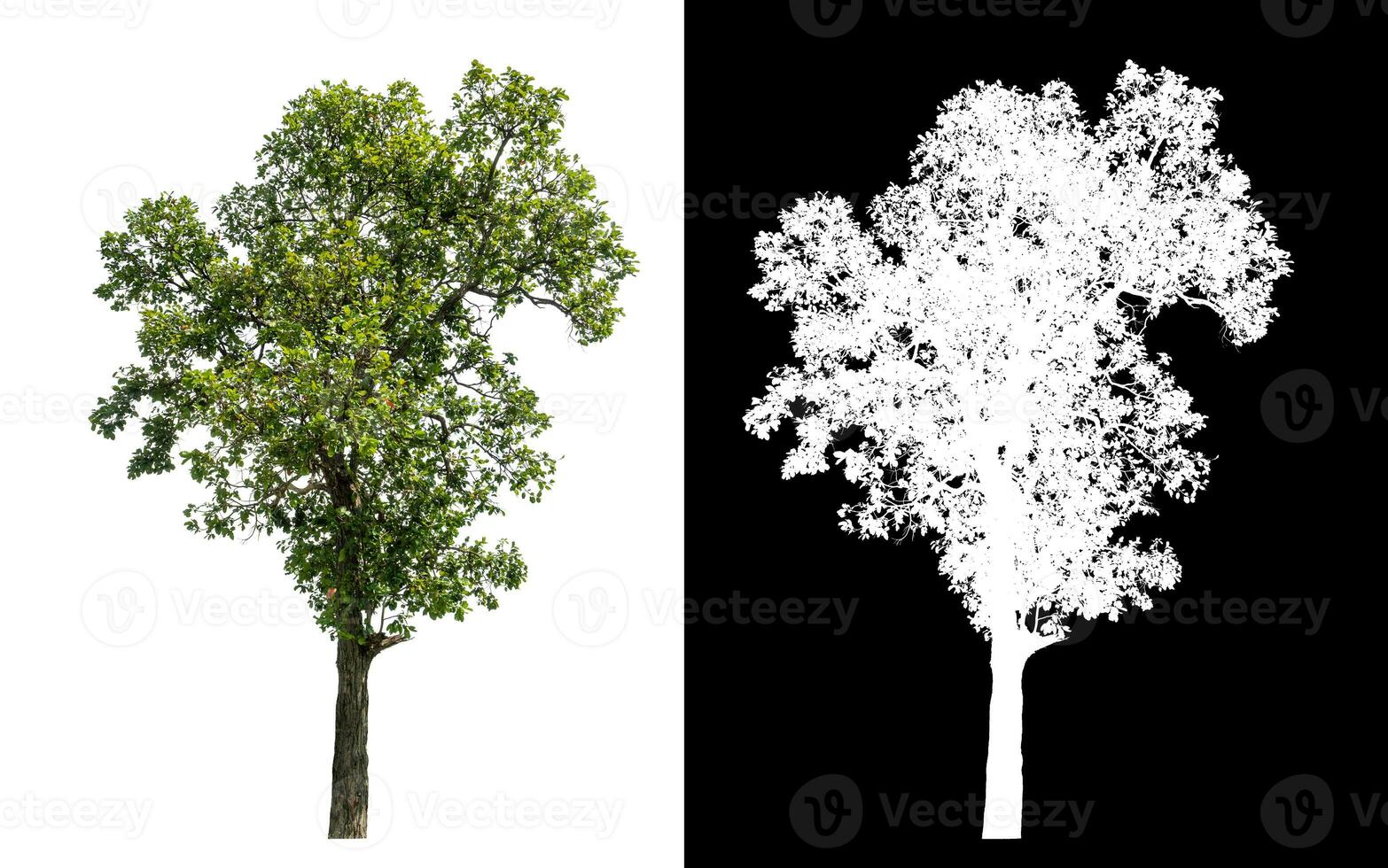 Single green tree on white background with clipping path and alpha channel on black background. photo