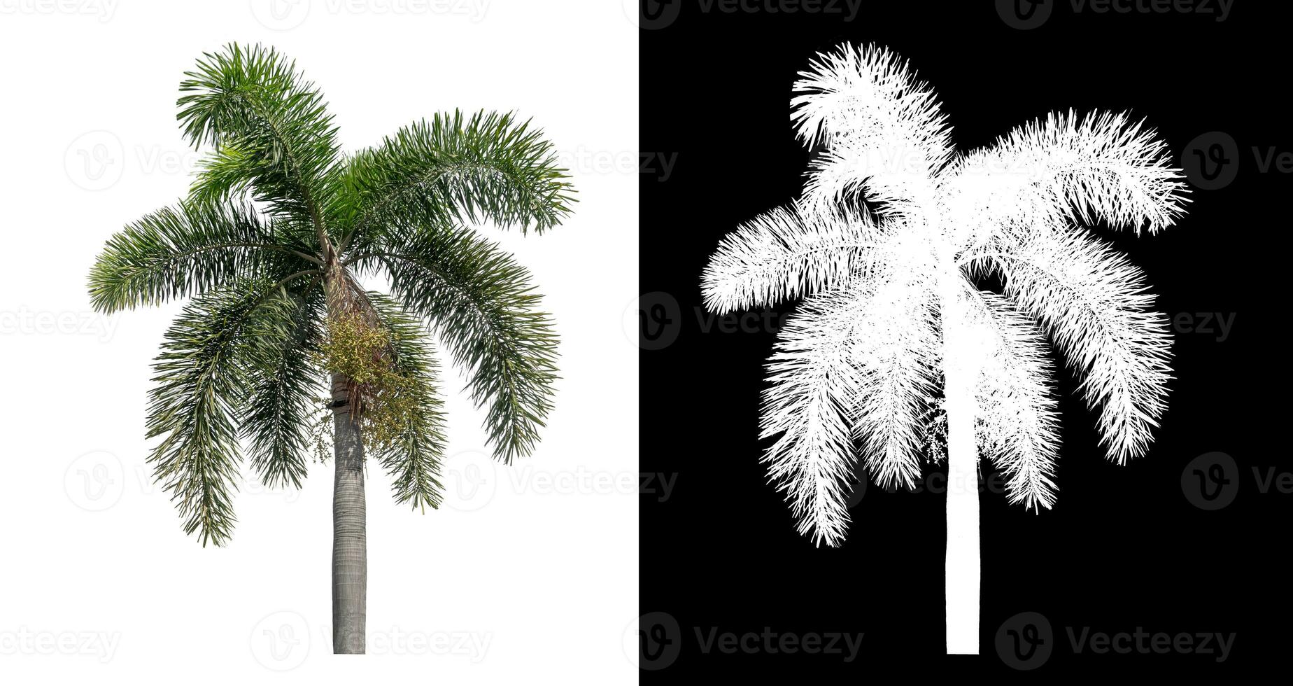 verde palma árbol aislado en blanco antecedentes con recorte camino y alfa canal en negro antecedentes. foto