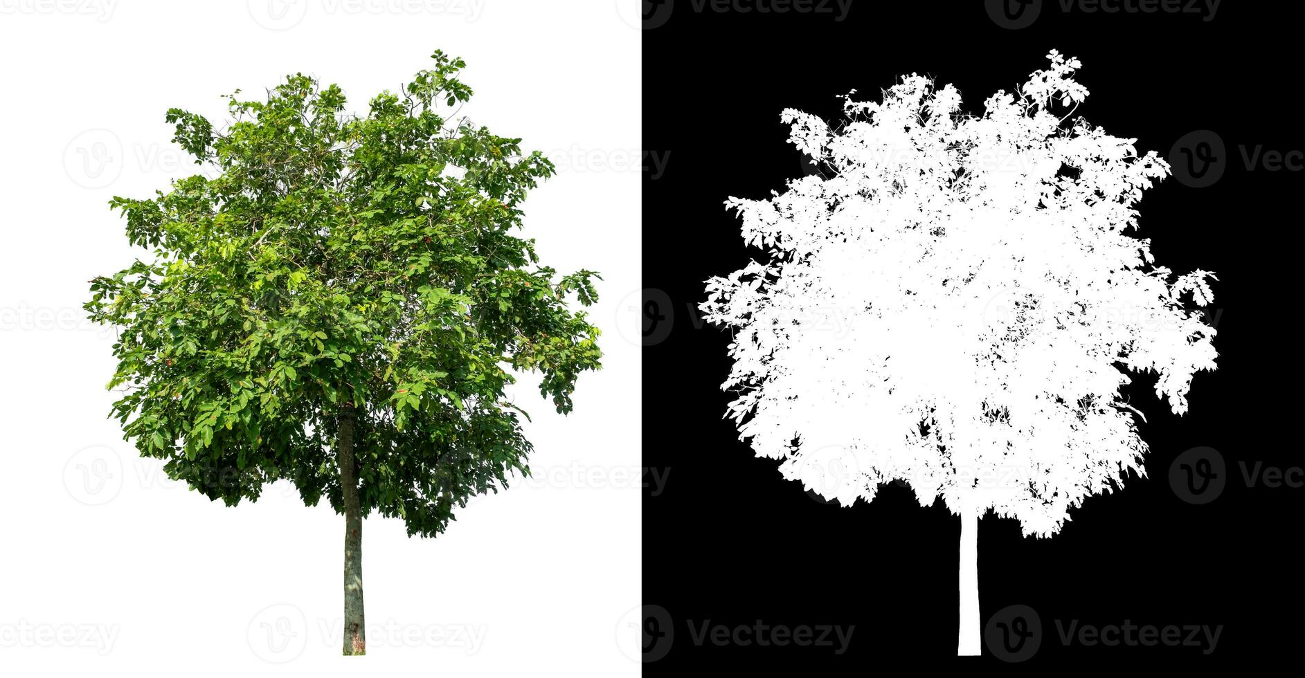 Single green tree on white background with clipping path and alpha channel on black background. photo