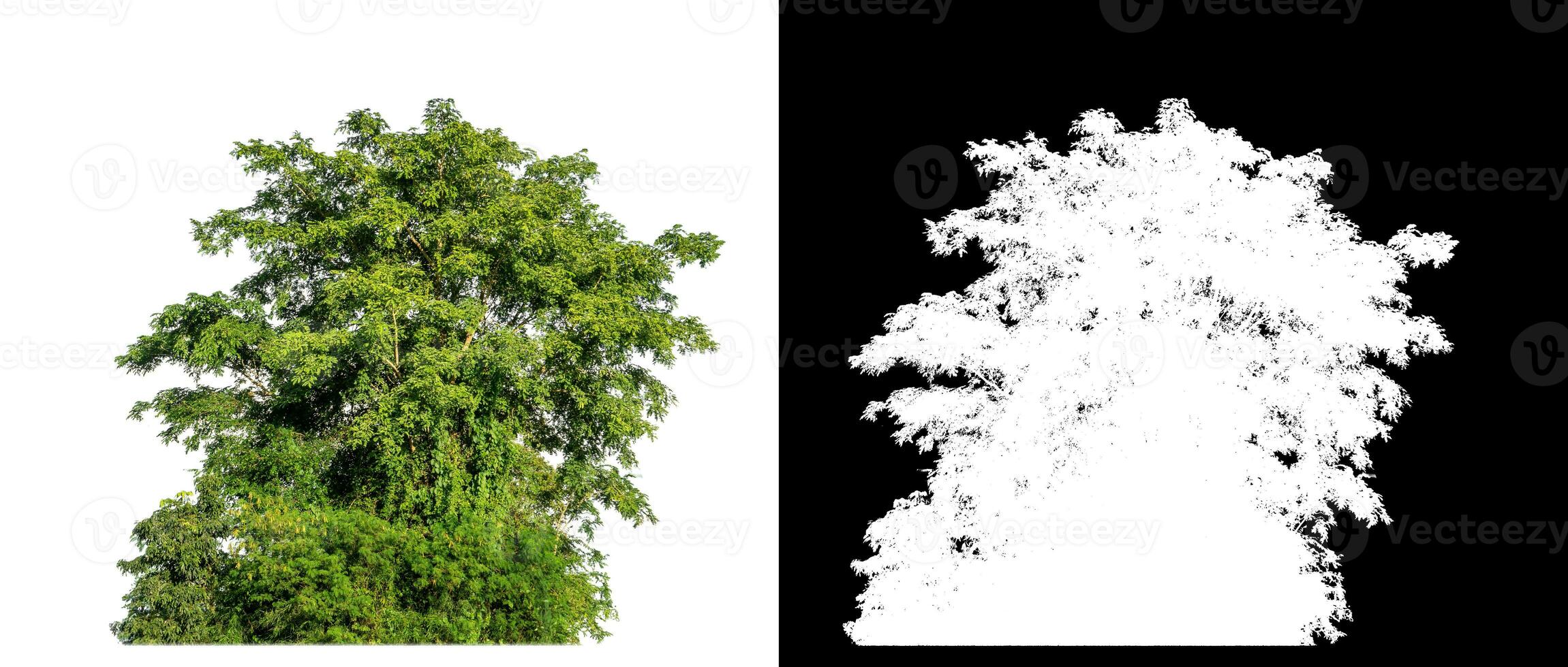 Bush on white background with clipping path and alpha channel on black background. photo