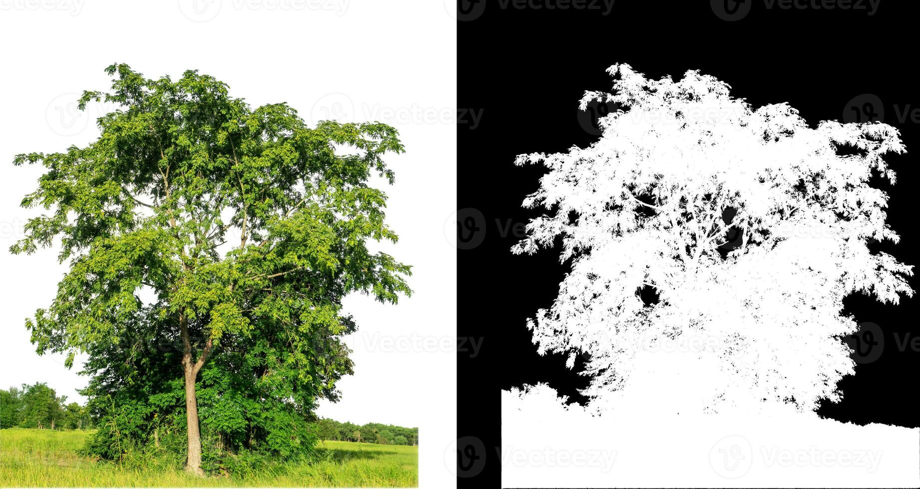 Single green tree on white background with clipping path and alpha channel on black background. photo