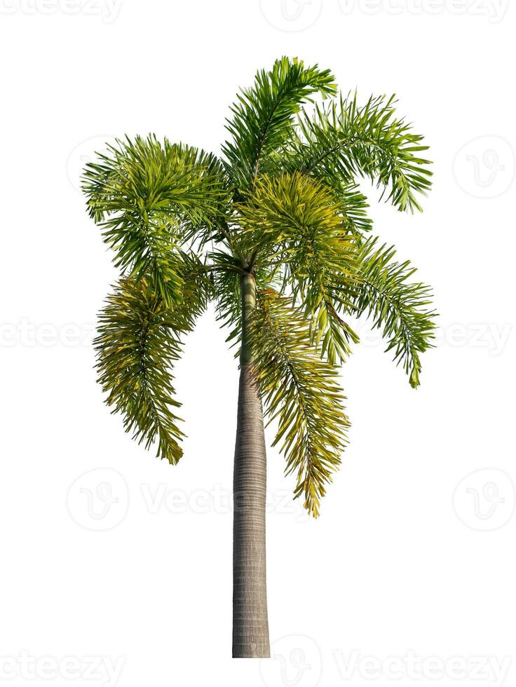 Green palm tree isolated on white background with clipping path and alpha channel. photo