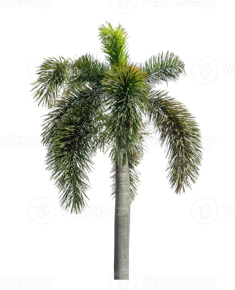 Green palm tree isolated on white background with clipping path and alpha channel. photo