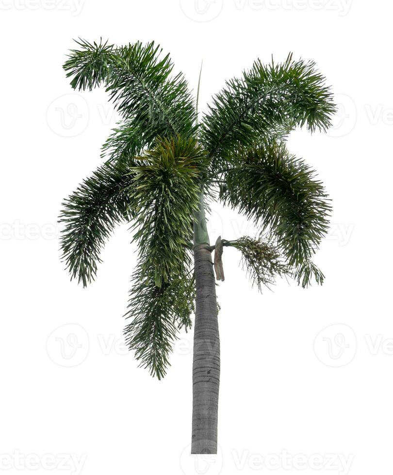 Green palm tree isolated on white background with clipping path and alpha channel photo