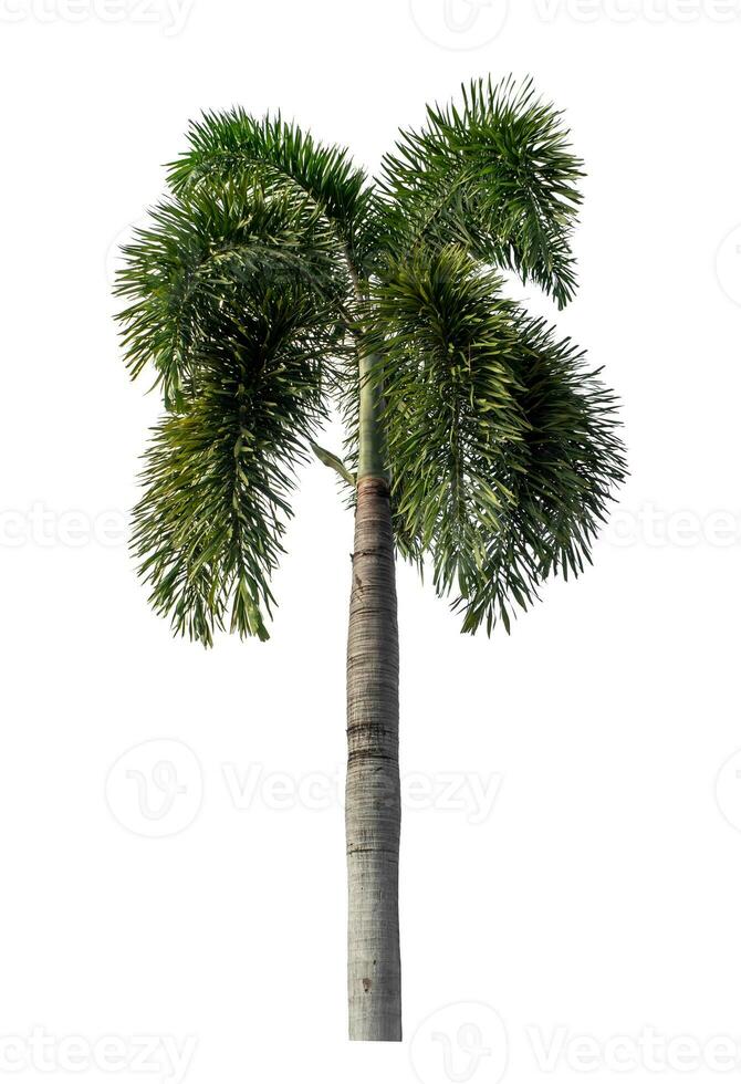 Green palm tree isolated on white background with clipping path and alpha channel. photo