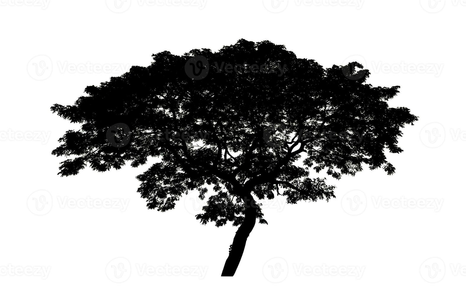 silhouette of a tree on a white background with clipping path and alpha channel. photo