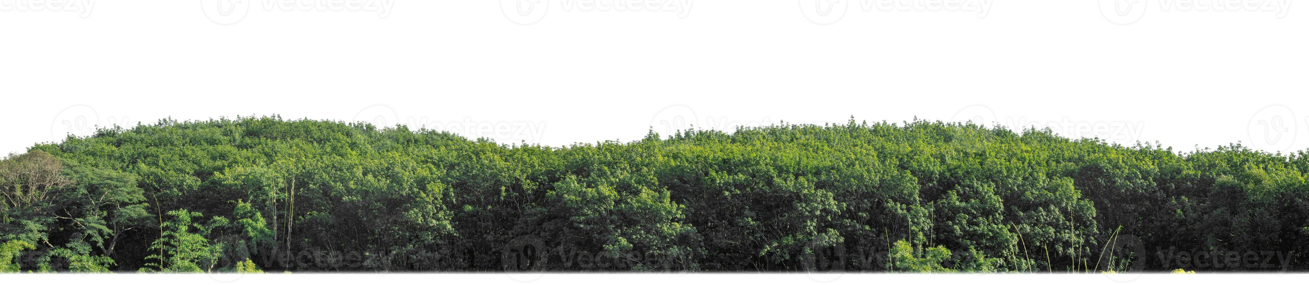 Green trees isolated are forest on white background, high resolution. photo