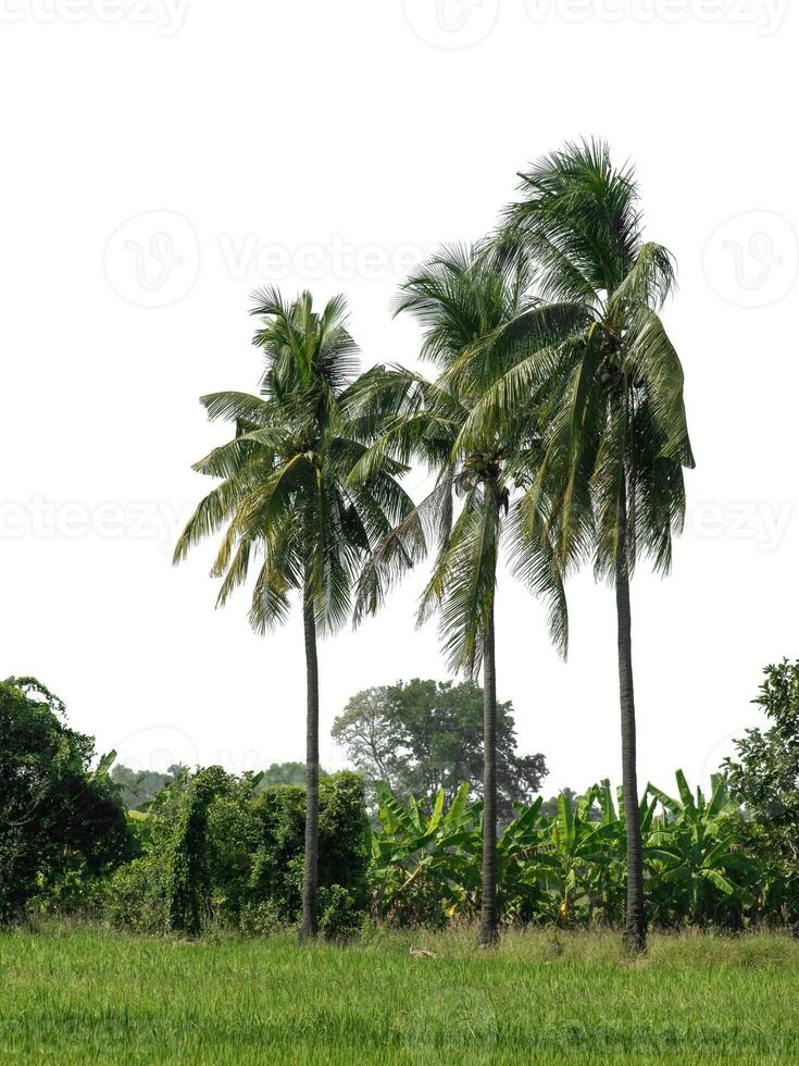 Coco árbol en blanco antecedentes con recorte camino y alfa canal. foto