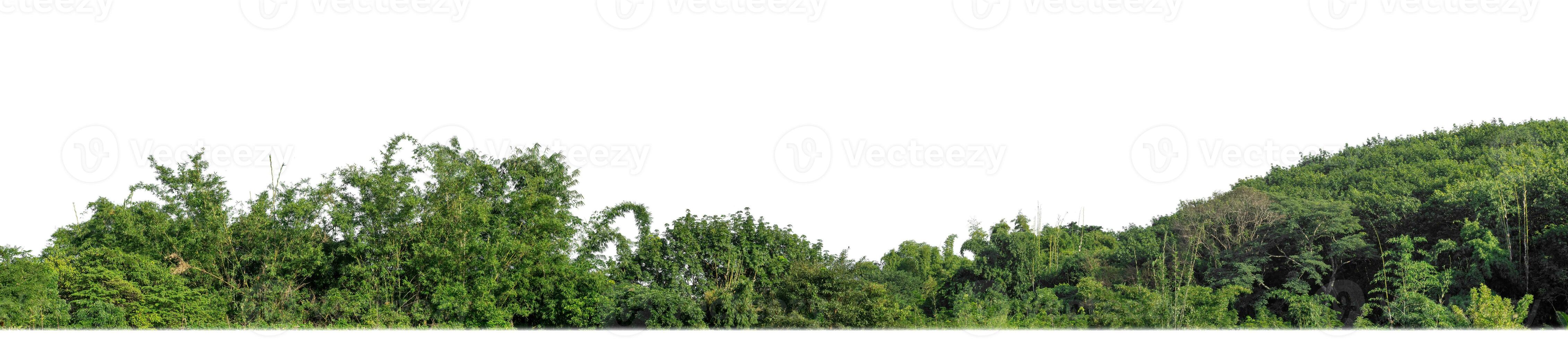 verde arboles aislado son bosque en blanco fondo, alto resolución. foto