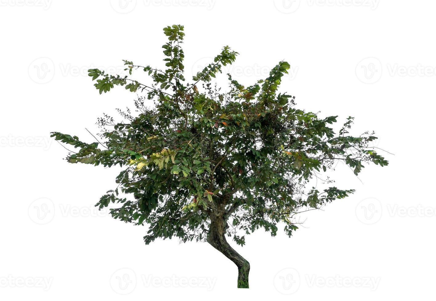 Tree isolated on white background, Tropical tree. photo