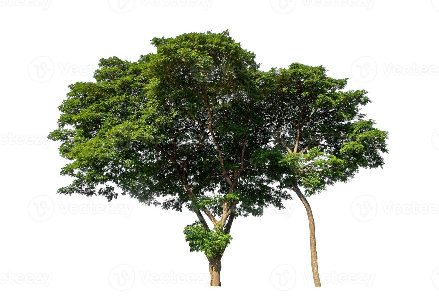 Green tree isolated on white background, Tropical tree. photo
