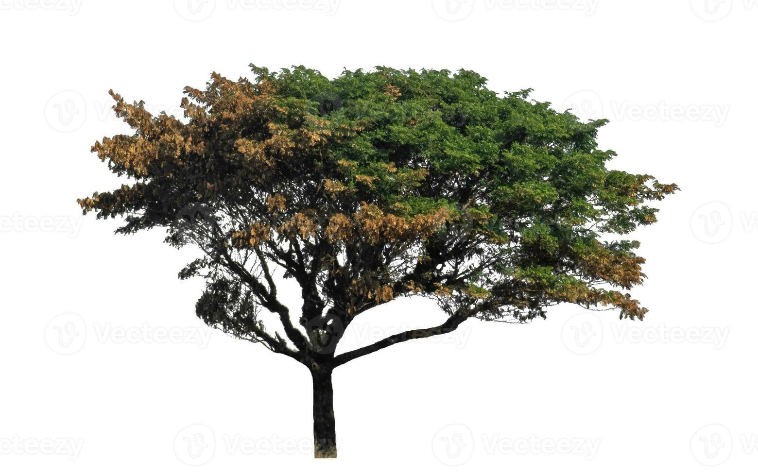 Trees isolated on white background, Tropical tree. photo