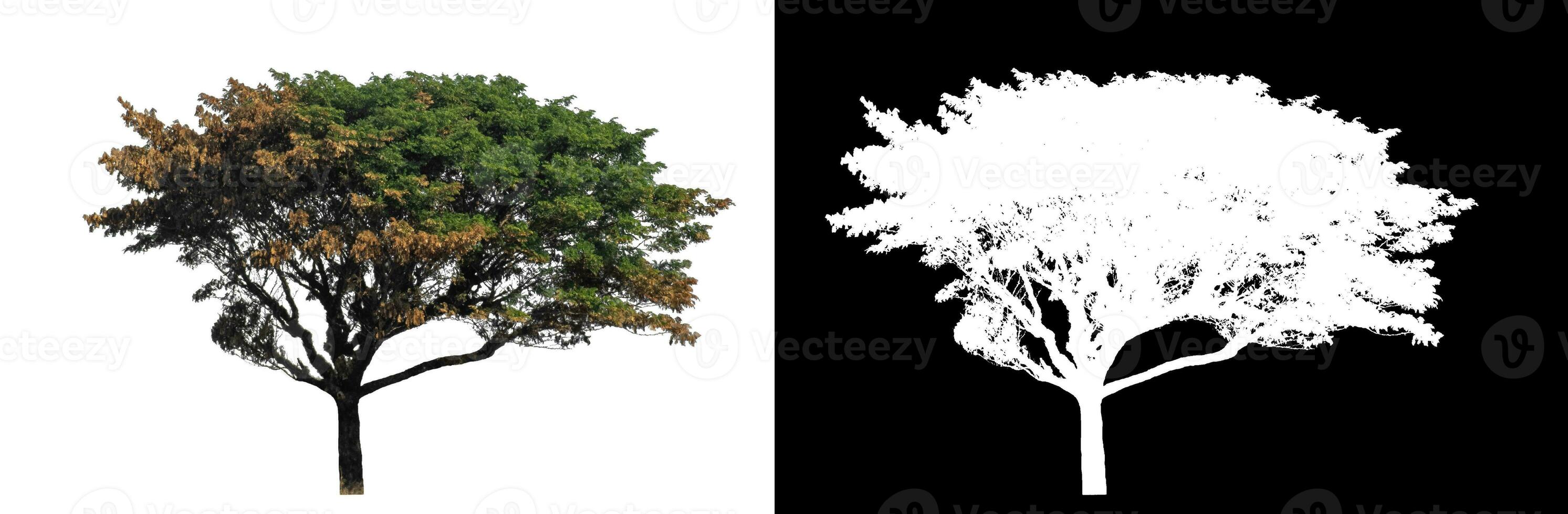 Single tree on white background with clipping path and alpha channel on black background. photo