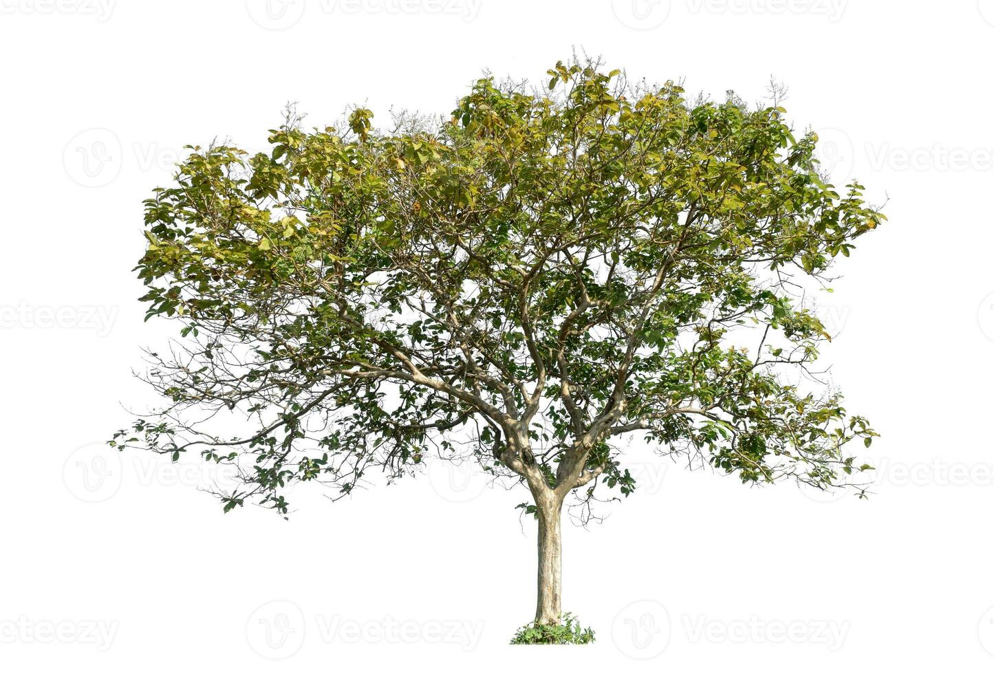 Trees isolated on white background, Tropical tree. photo