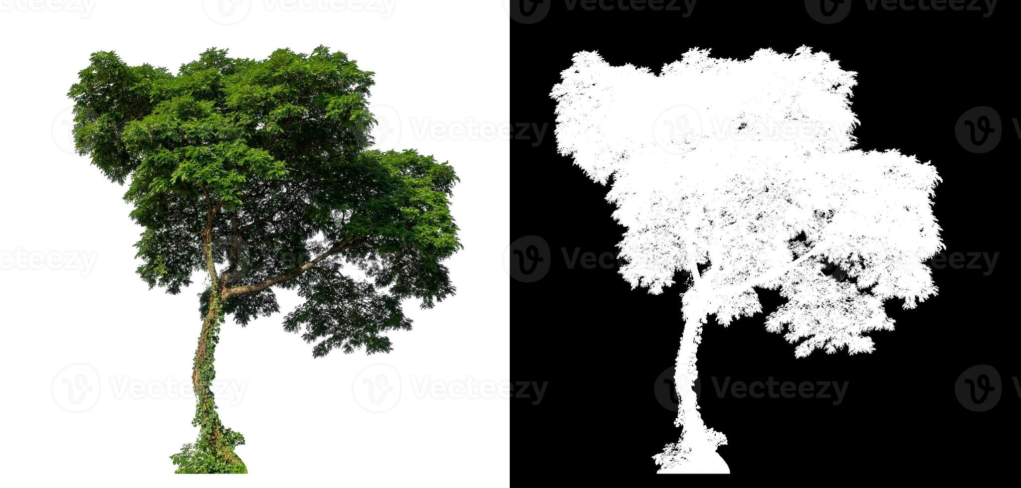 verde árbol en blanco antecedentes con recorte camino y alfa canal en negro antecedentes. foto