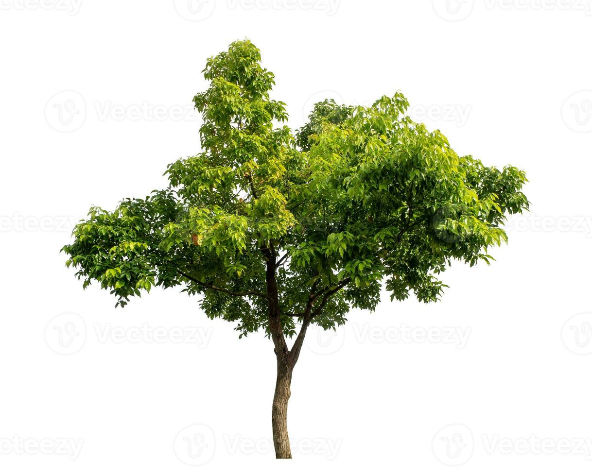 Tree isolated on white background with clipping path and alpha channel. photo