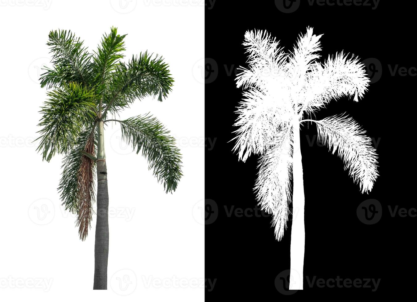 Green palm tree isolated on white background with clipping path and alpha channel on black background. photo