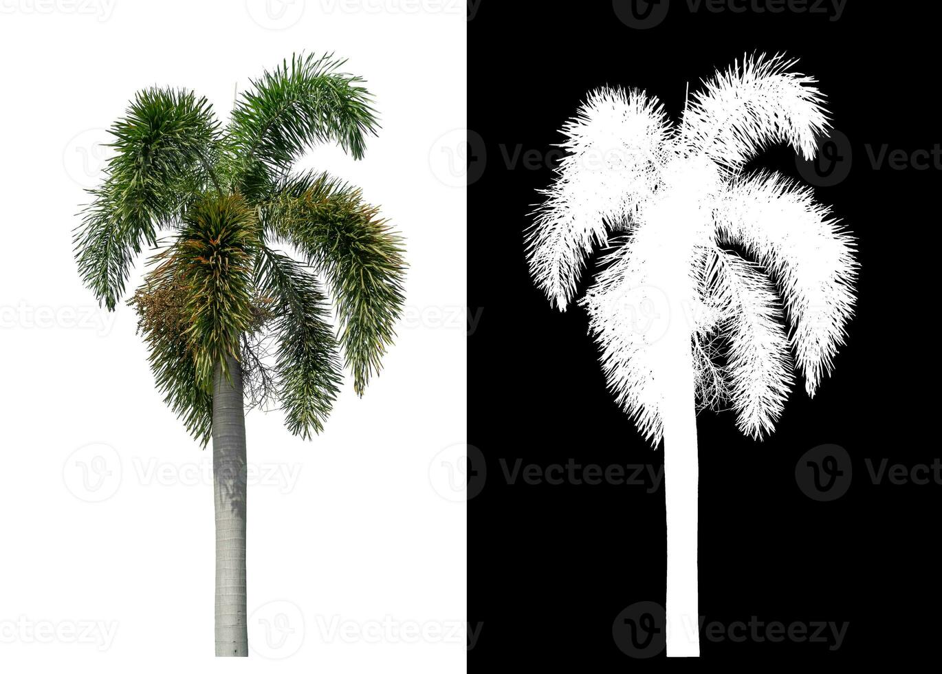 Green palm tree isolated on white background with clipping path and alpha channel on black background. photo