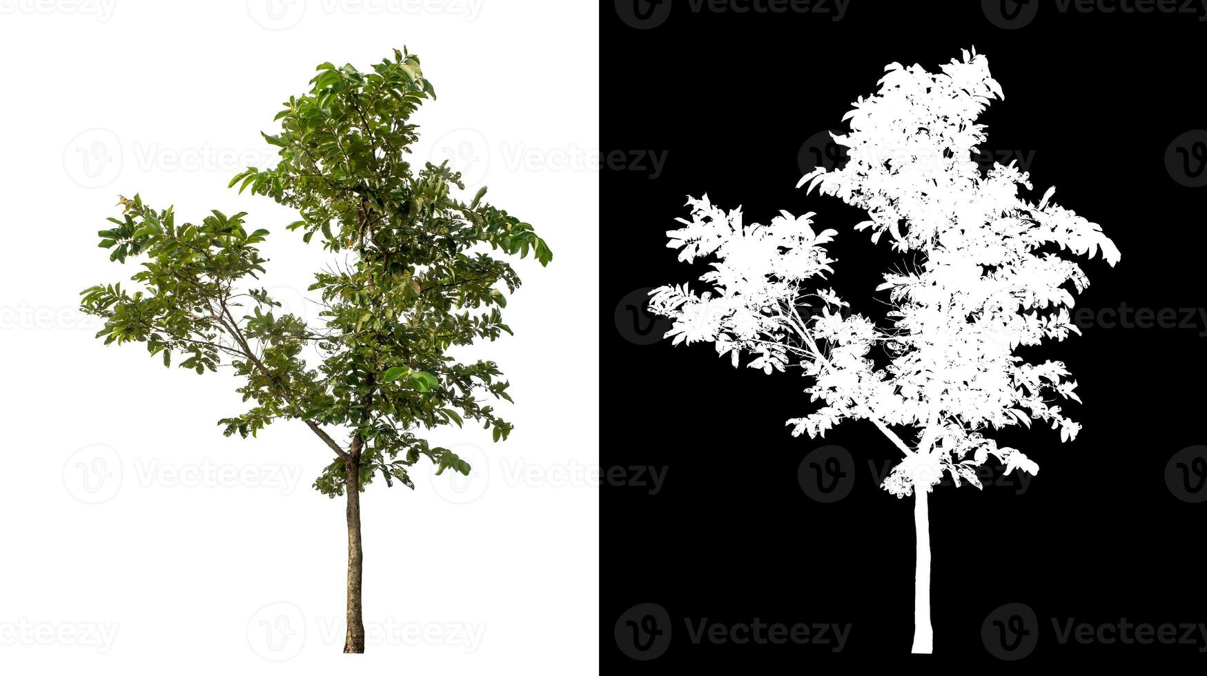 Single green tree on white background with clipping path and alpha channel on black background. photo