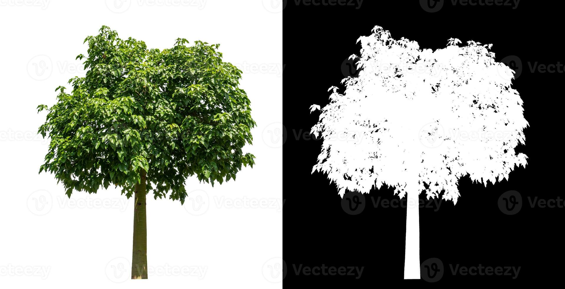 Single green tree on white background with clipping path and alpha channel on black background. photo
