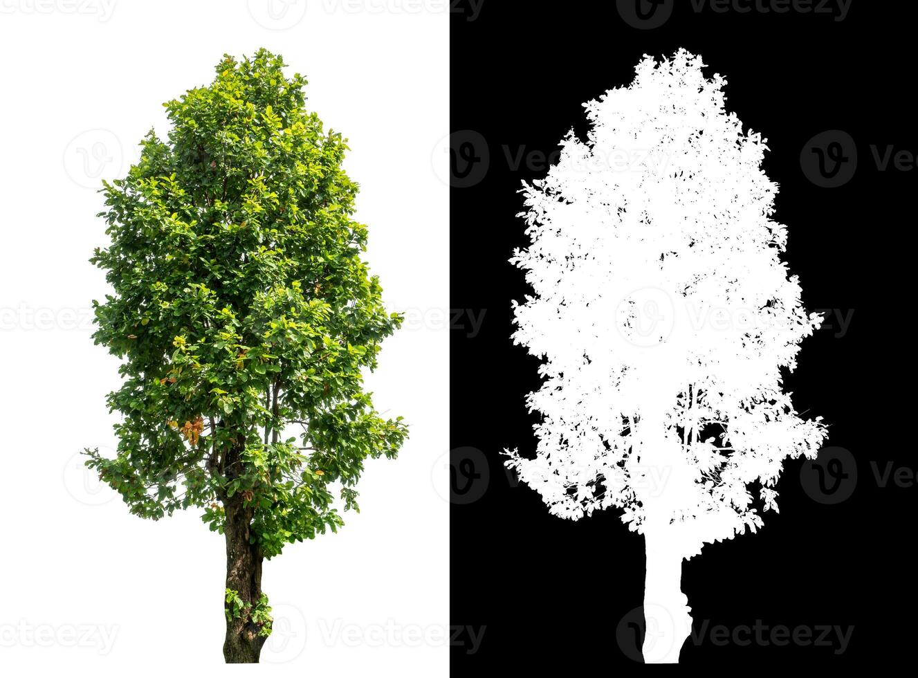 Single green tree on white background with clipping path and alpha channel on black background. photo
