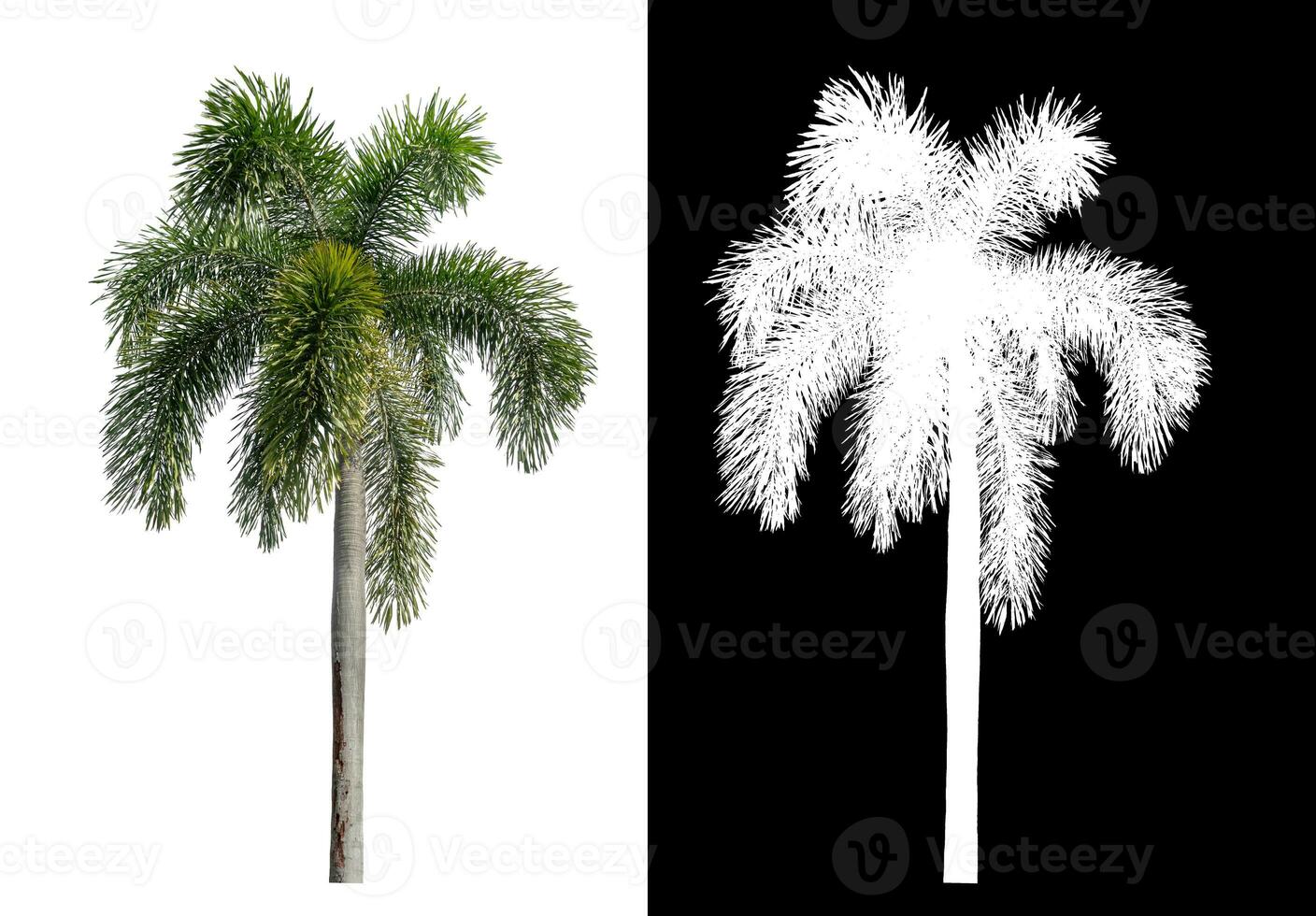 Green palm tree isolated on white background with clipping path and alpha channel on black background. photo