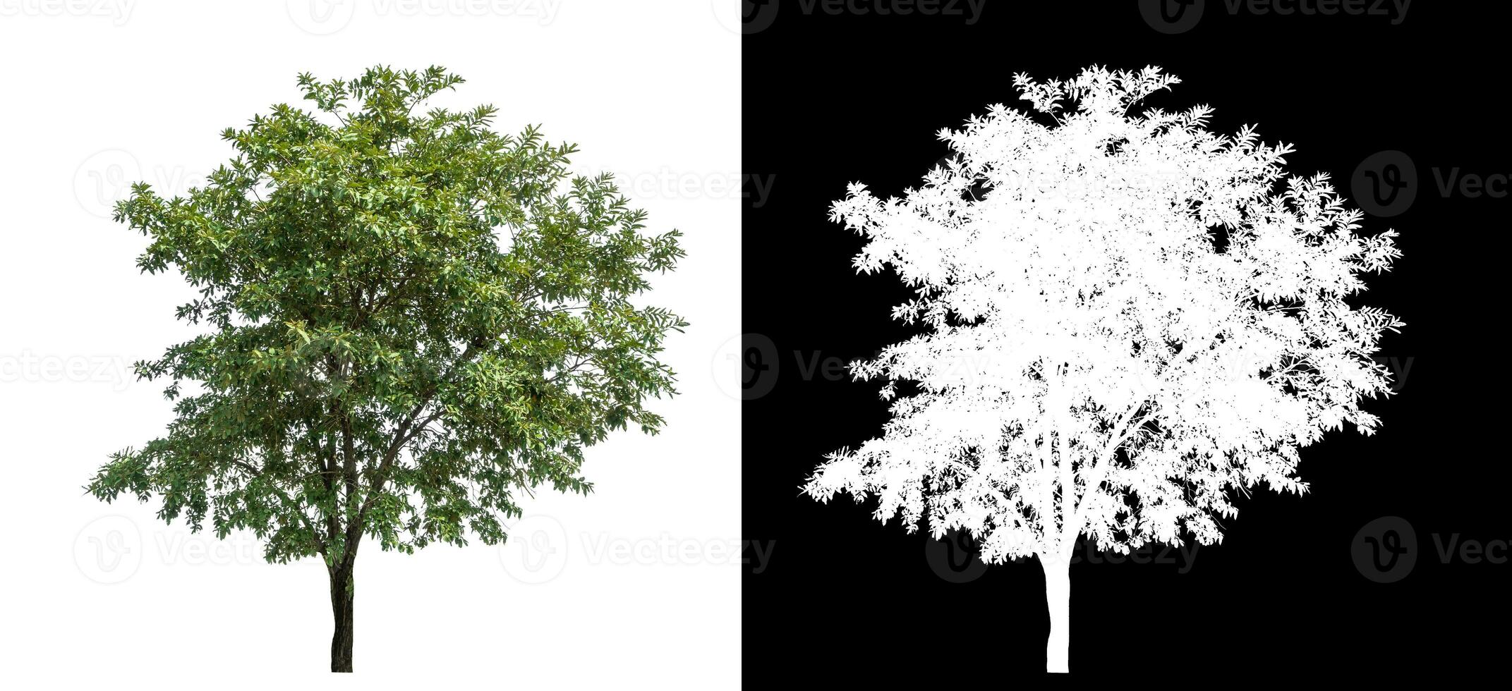 Single green tree on white background with clipping path and alpha channel on black background. photo