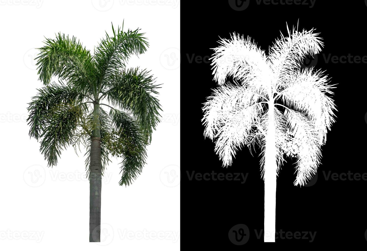 Green palm tree isolated on white background with clipping path and alpha channel on black background. photo