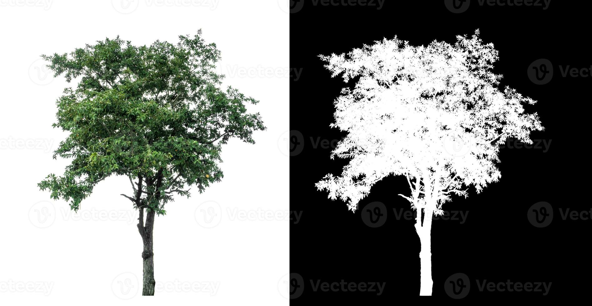 Single green tree on white background with clipping path and alpha channel on black background. photo