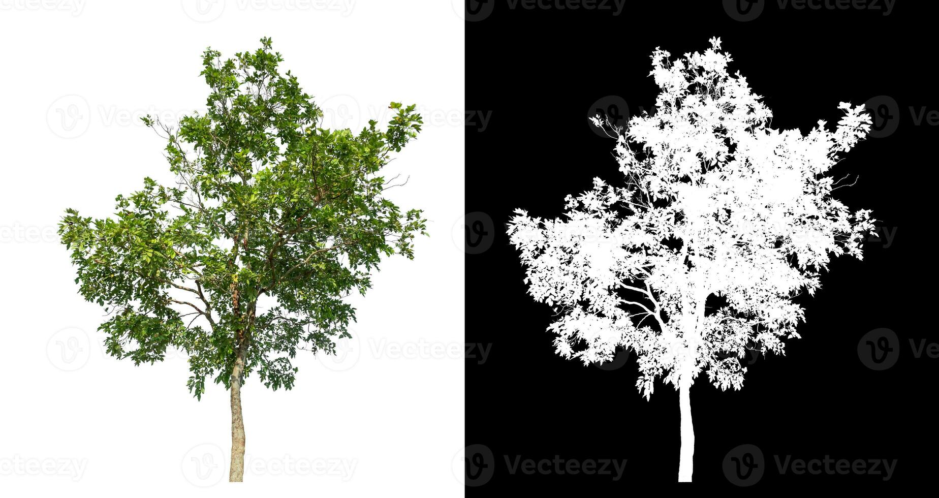 Single green tree on white background with clipping path and alpha channel on black background. photo